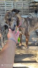 BRAD, Hund, Segugio Italiano in Italien - Bild 7