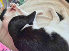 ALEJANDRO, Katze, Hauskatze in Bulgarien - Bild 13