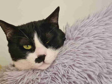 ALEJANDRO, Katze, Hauskatze in Bulgarien - Bild 16