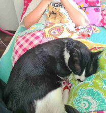 ALEJANDRO, Katze, Hauskatze in Bulgarien - Bild 17
