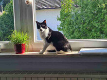 ALEJANDRO, Katze, Hauskatze in Bulgarien - Bild 18