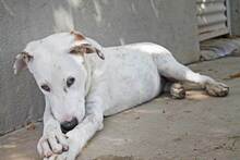 CASTELLS, Hund, Mischlingshund in Spanien - Bild 19