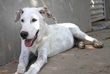 CASTELLS, Hund, Mischlingshund in Spanien - Bild 20