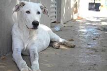 CASTELLS, Hund, Mischlingshund in Spanien - Bild 21