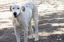 CASTELLS, Hund, Mischlingshund in Spanien - Bild 22