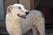 CASTELLS, Hund, Mischlingshund in Spanien - Bild 23