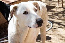 CASTELLS, Hund, Mischlingshund in Spanien - Bild 24