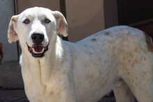 CASTELLS, Hund, Mischlingshund in Spanien - Bild 25