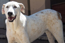 CASTELLS, Hund, Mischlingshund in Spanien - Bild 26