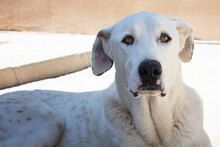 CASTELLS, Hund, Mischlingshund in Spanien - Bild 27