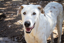 CASTELLS, Hund, Mischlingshund in Spanien - Bild 28