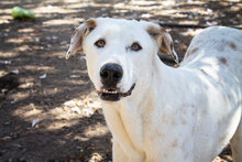 CASTELLS, Hund, Mischlingshund in Spanien - Bild 29
