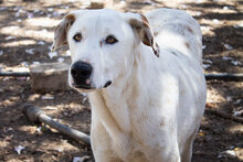 CASTELLS, Hund, Mischlingshund in Spanien - Bild 30