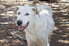 CASTELLS, Hund, Mischlingshund in Spanien - Bild 31