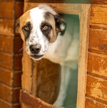 MONI, Hund, Mischlingshund in Rumänien - Bild 1