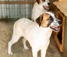 MONI, Hund, Mischlingshund in Rumänien - Bild 3