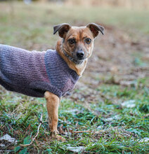 PENNY, Hund, Mischlingshund in Villingen-Schwenningen - Bild 1