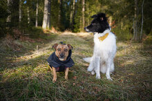 PENNY, Hund, Mischlingshund in Villingen-Schwenningen - Bild 10