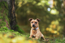 PENNY, Hund, Mischlingshund in Villingen-Schwenningen - Bild 11