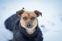 PENNY, Hund, Mischlingshund in Villingen-Schwenningen - Bild 2