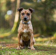 PENNY, Hund, Mischlingshund in Villingen-Schwenningen - Bild 3