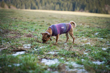 PENNY, Hund, Mischlingshund in Villingen-Schwenningen - Bild 5