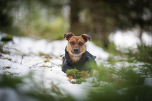 PENNY, Hund, Mischlingshund in Villingen-Schwenningen - Bild 6