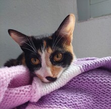 LADYSIF, Katze, Hauskatze in Spanien