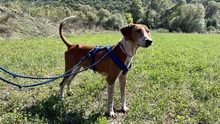 CARLO, Hund, Jagdhund-Mix in Griechenland - Bild 2