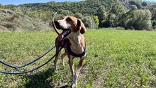 CARLO, Hund, Jagdhund-Mix in Griechenland - Bild 3