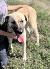 RAIKA, Hund, Mischlingshund in Griechenland - Bild 2