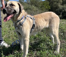 RAIKA, Hund, Mischlingshund in Griechenland - Bild 6