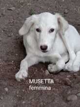 MUSETTA, Hund, Mischlingshund in Italien - Bild 7