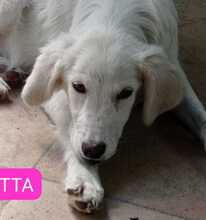 MUSETTA, Hund, Mischlingshund in Italien - Bild 9