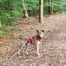 TERRY, Hund, Mischlingshund in Goch - Bild 2