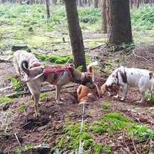 TERRY, Hund, Mischlingshund in Goch - Bild 4