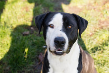 ROCKYII, Hund, American Staffordshire Terrier-Mix in Kroatien - Bild 1