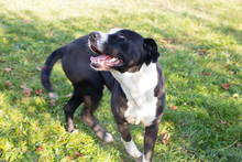 ROCKYII, Hund, American Staffordshire Terrier-Mix in Kroatien - Bild 2