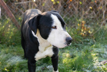 ROCKYII, Hund, American Staffordshire Terrier-Mix in Kroatien - Bild 3