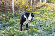 ROCKYII, Hund, American Staffordshire Terrier-Mix in Kroatien - Bild 5