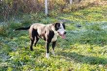 ROCKYII, Hund, American Staffordshire Terrier-Mix in Kroatien - Bild 7