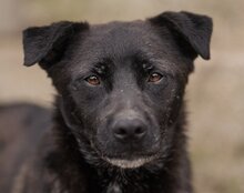 KEIKO, Hund, Mischlingshund in Kroatien