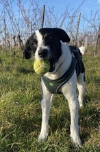 OREO, Hund, Mischlingshund in Edenkoben - Bild 1