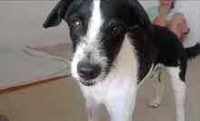 OREO, Hund, Mischlingshund in Edenkoben - Bild 10