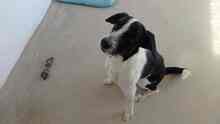 OREO, Hund, Mischlingshund in Edenkoben - Bild 11