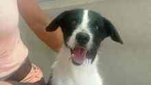 OREO, Hund, Mischlingshund in Edenkoben - Bild 12