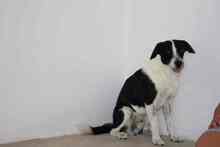 OREO, Hund, Mischlingshund in Edenkoben - Bild 13