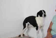 OREO, Hund, Mischlingshund in Edenkoben - Bild 14