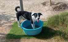 OREO, Hund, Mischlingshund in Edenkoben - Bild 15