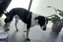 OREO, Hund, Mischlingshund in Edenkoben - Bild 16
